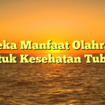 Aneka Manfaat Olahraga untuk Kesehatan Tubuh